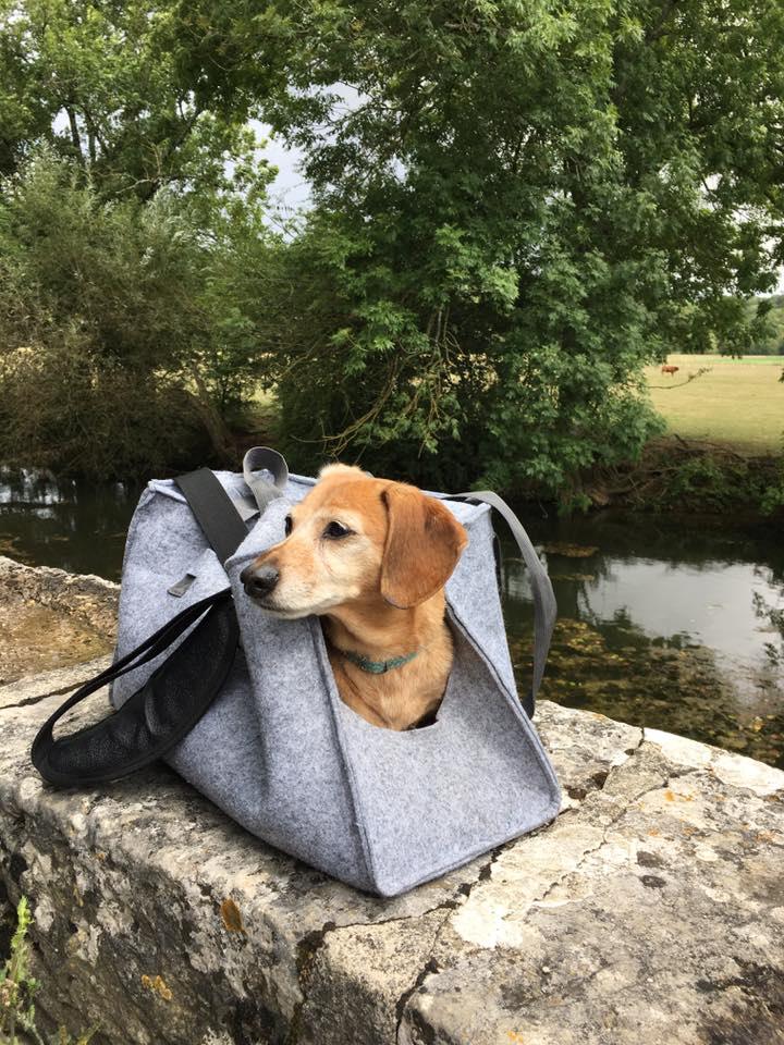 Cat purse to carry our older dog 